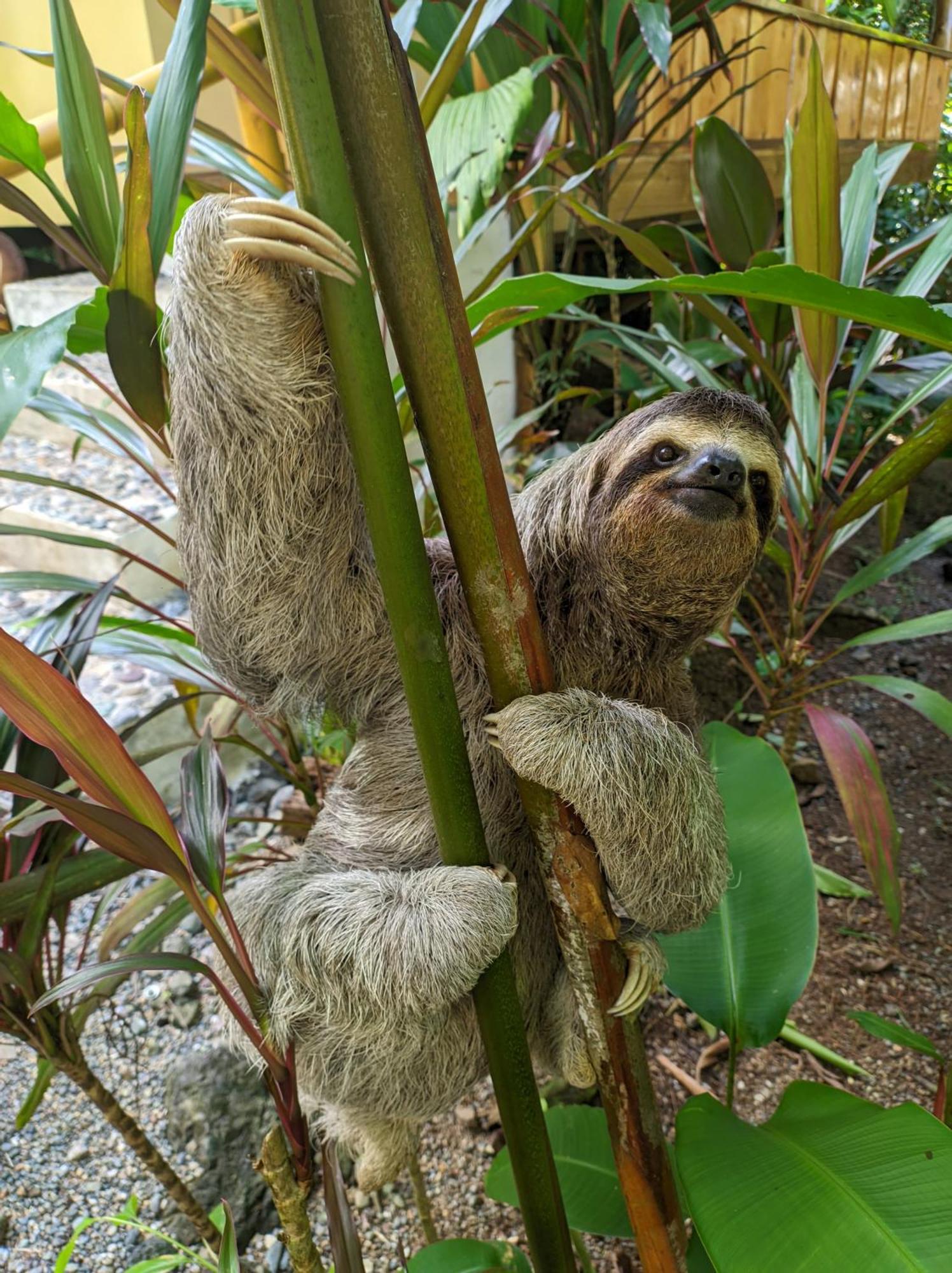 Copa De Arbol Beach & Rainforest Resort Drakes Bay エクステリア 写真